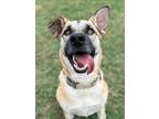 Adopt Mojo a Brown/Chocolate Shepherd (Unknown Type) / Mixed dog in San Antonio