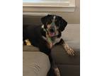 Adopt New Dog a Tricolor (Tan/Brown & Black & White) Black and Tan Coonhound /