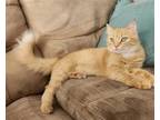 Adopt Miss Ella a Orange or Red Domestic Mediumhair / Mixed cat in Wilmington