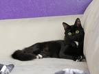 Adopt Luna a Black & White or Tuxedo Domestic Mediumhair / Mixed (long coat) cat