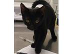 Adopt Reed a Domestic Shorthair / Mixed cat in Birdsboro, PA (38983942)
