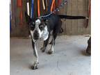 Adopt Khai a Australian Cattle Dog / Husky / Mixed dog in San Tan Valley
