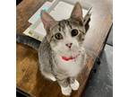 Adopt Rooster a Spotted Tabby/Leopard Spotted Domestic Shorthair / Mixed (short