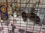 Adopt 2023-08-108 a Domestic Shorthair / Mixed (short coat) cat in Winder