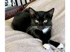 Adopt Diana a Black & White or Tuxedo Domestic Shorthair (short coat) cat in