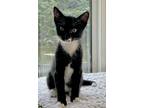 Adopt Bruce Wayne a Black & White or Tuxedo Domestic Shorthair (short coat) cat