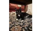 Adopt Lillian a Domestic Shorthair / Mixed cat in Vancouver, BC (38973756)
