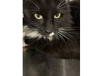 Adopt Mo a Domestic Longhair / Mixed cat in Salt Spring Island, BC (38983559)