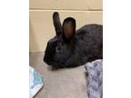 Adopt Jo a Mini Rex / Mixed rabbit in Maple Ridge, BC (38983548)