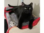 Adopt Frisky a Domestic Shorthair / Mixed cat in Santa Rosa, CA (38983335)