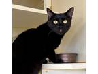 Adopt Luna a Domestic Shorthair / Mixed (short coat) cat in Aberdeen
