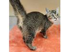 Adopt Osh Kosh a Domestic Shorthair / Mixed cat in Lexington, KY (38933550)