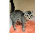 Adopt Forenza a Domestic Shorthair / Mixed cat in Lexington, KY (38933549)
