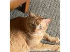 Adopt Slugger a Orange or Red Domestic Shorthair / Mixed (short coat) cat in