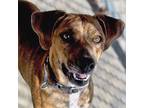 Adopt Lexi Lynn a Hound (Unknown Type) / Mixed dog in Troy, VA (38940856)