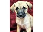Adopt Foo Foo a Pug / Labrador Retriever / Mixed dog in Clinton, SC (38982902)