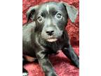 Adopt Iggy a Pug / Labrador Retriever / Mixed dog in Clinton, SC (38982899)
