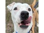 Adopt Charlie a White American Pit Bull Terrier / Mixed dog in Bryan