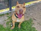 Adopt TROJAN a Red/Golden/Orange/Chestnut Pit Bull Terrier / Mixed dog in