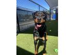 Adopt Axel a Rottweiler / Mixed dog in San Diego, CA (38982953)