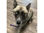 Adopt Kodi a Siberian Husky / Mixed dog in San Diego, CA (38982949)