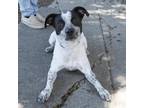 Adopt ZIGGY a White - with Tan, Yellow or Fawn Australian Cattle Dog / Mixed