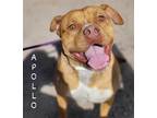 Adopt Apollo a Tan/Yellow/Fawn - with White American Staffordshire Terrier /