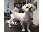 Adopt CoCo a White - with Red, Golden, Orange or Chestnut Shih Tzu / Shepherd