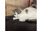 Adopt Sabrina a White Domestic Mediumhair / Mixed cat in Galesburg
