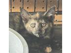 Adopt Torty a Tortoiseshell Domestic Shorthair / Mixed cat in Galesburg