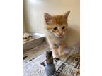 Adopt Yodel a Orange or Red Domestic Shorthair / Domestic Shorthair / Mixed cat
