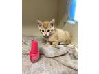 Adopt Yamada a Orange or Red Domestic Shorthair / Domestic Shorthair / Mixed cat