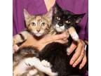 Adopt Cuttlefish & Grace a Domestic Shorthair / Mixed cat in Brooklyn