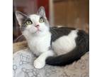 Adopt Moira a Gray or Blue Domestic Shorthair / Domestic Shorthair / Mixed cat