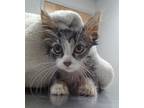 Adopt Maisy a All Black Domestic Mediumhair / Domestic Shorthair / Mixed cat in