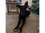 Adopt Duke a Black Mixed Breed (Large) / Mixed dog in Harrisonburg