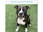 Adopt Dynamite a Black Terrier (Unknown Type, Small) / Mixed Breed (Large) /