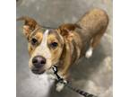 Adopt Bandit a Brown/Chocolate Labrador Retriever / Mixed dog in Cabot