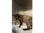 Adopt Gretchen a Brown or Chocolate Domestic Shorthair / Domestic Shorthair /