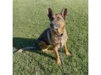 Adopt Van a German Shepherd Dog / Mixed dog in Millburn, NJ (38982282)
