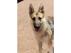 Adopt Tulip a Tan/Yellow/Fawn Shepherd (Unknown Type) / Mixed dog in Divide