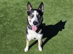 Adopt HORSESHOE a Black Siberian Husky / Mixed dog in Tustin, CA (38972470)