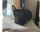 Adopt Simon - In Foster a Domestic Shorthair / Mixed cat in Birdsboro