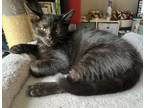Adopt Theodore - In Foster a Domestic Shorthair / Mixed cat in Birdsboro