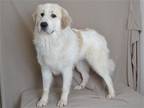 Adopt ARCHIE a White Great Pyrenees / Mixed dog in Oroville, CA (38982083)