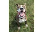 Adopt Anastasia Beaverhausen a American Pit Bull Terrier / Mixed dog in