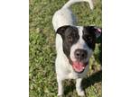 Adopt Crowley a White Hound (Unknown Type) / Mixed dog in Baton Rouge