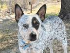 Adopt Bailey a Gray/Blue/Silver/Salt & Pepper Mixed Breed (Medium) / Mixed dog