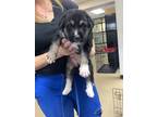 Adopt 53979321 a Black Shepherd (Unknown Type) / Mixed dog in Fort Worth