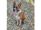 Adopt Bernie a Brown/Chocolate - with White Australian Cattle Dog / Mixed dog in